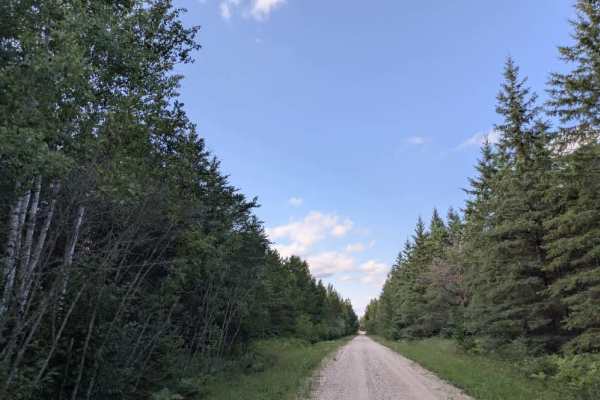 Bednar Forest Road