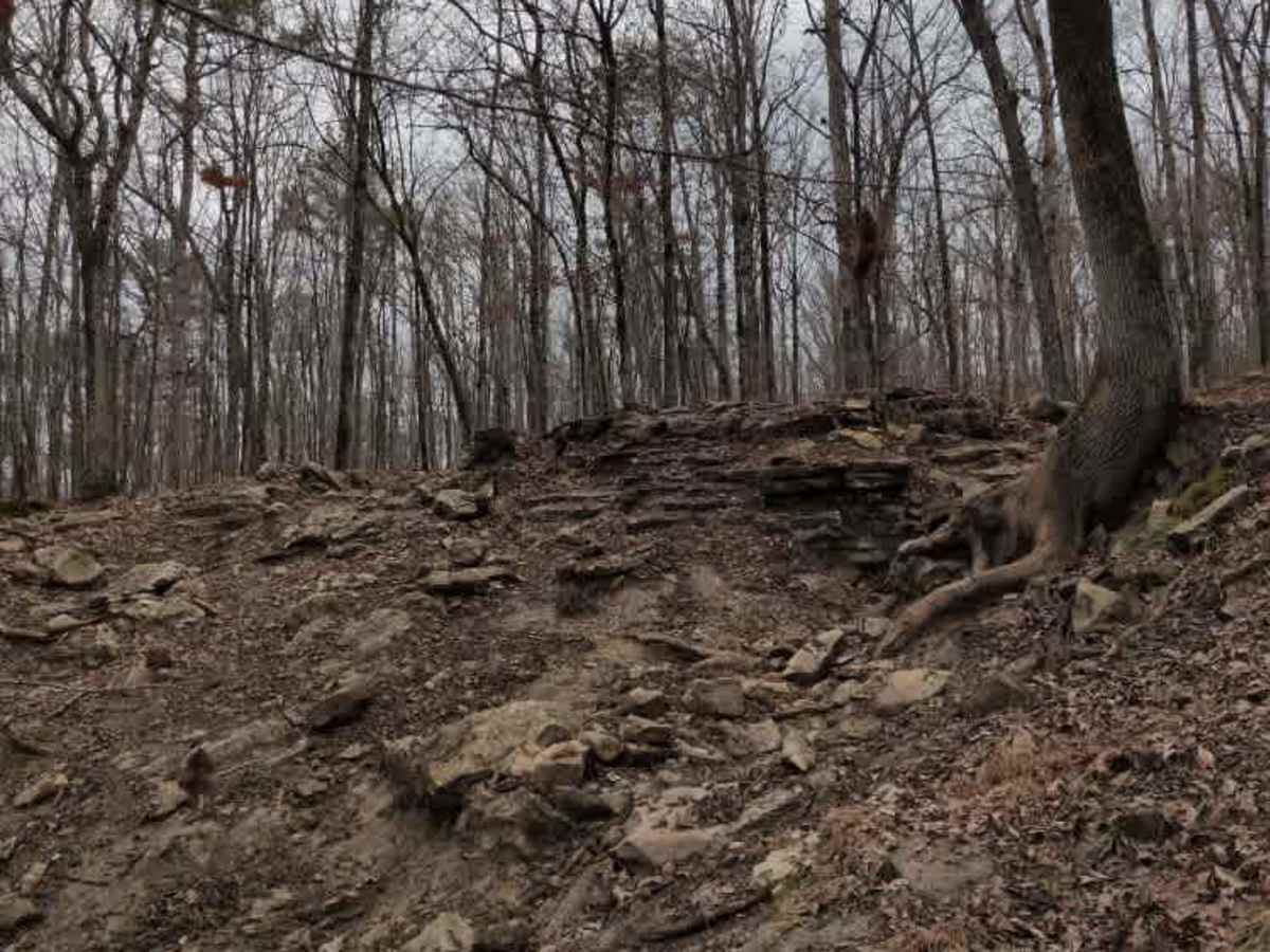 #131 Treestand photo 3