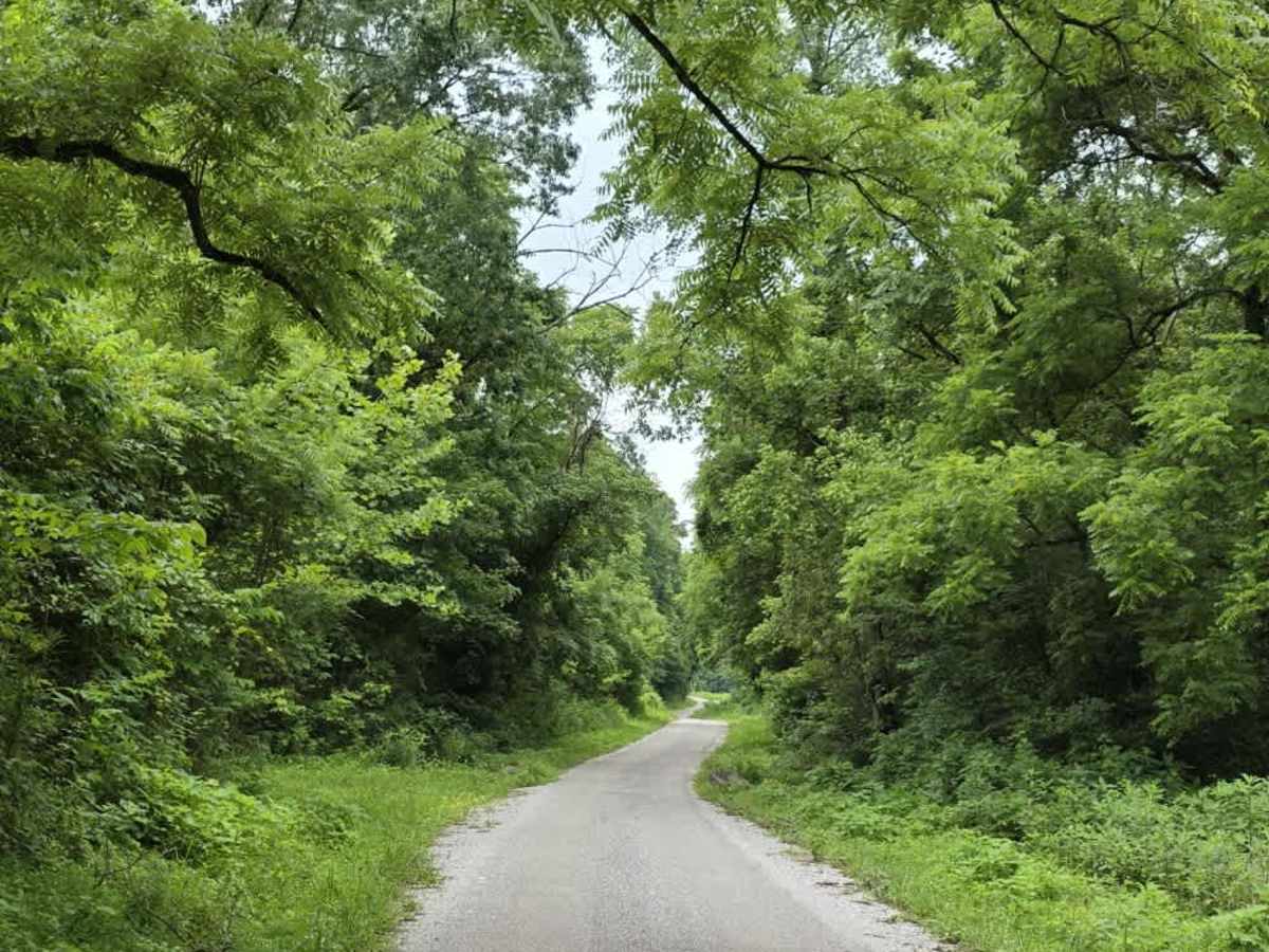Puncheon Creek Road - Macon County Tour photo 6