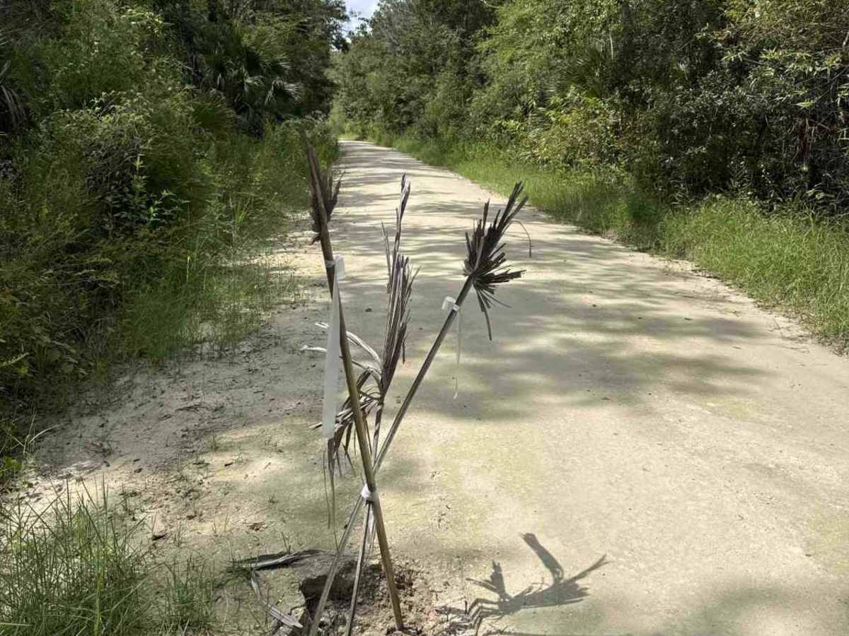 Homus Pond Road photo 6
