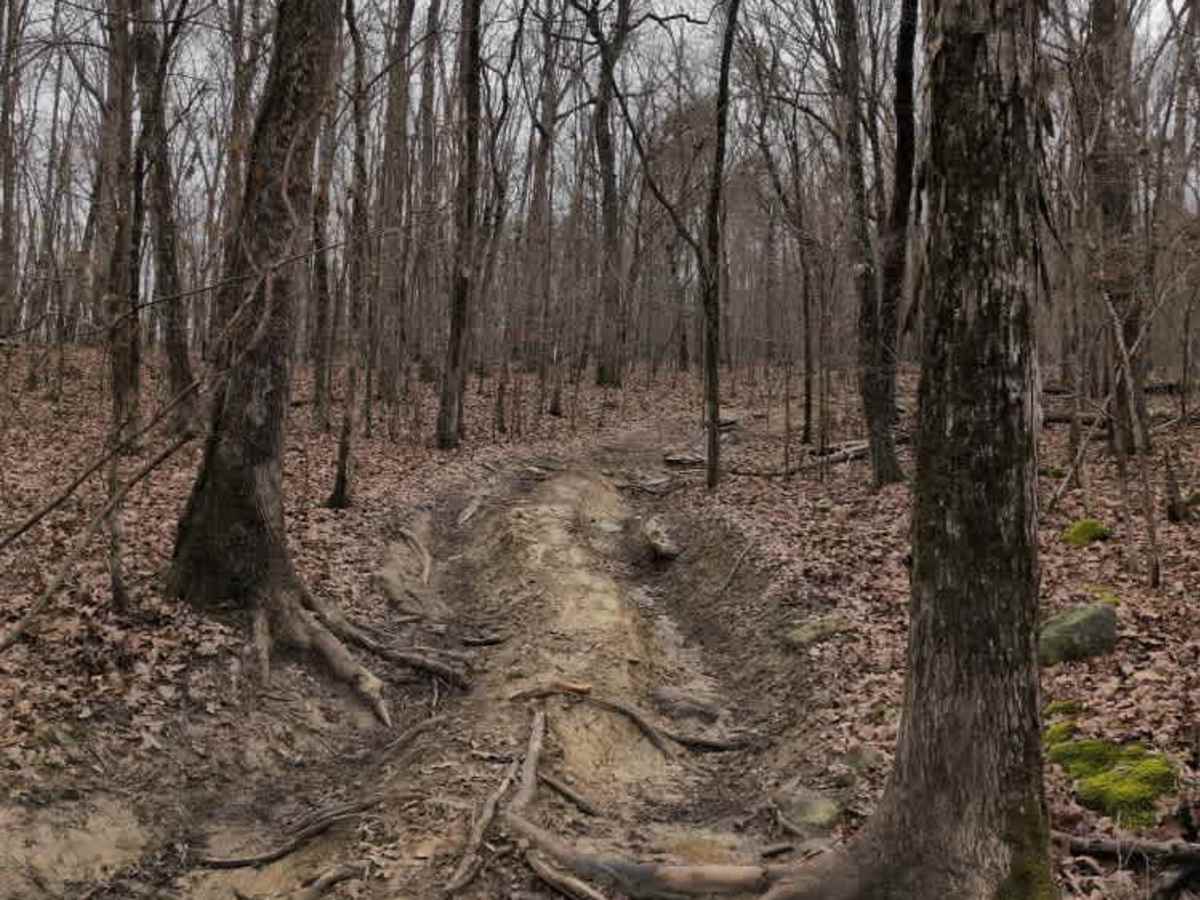 #131 Treestand photo 4