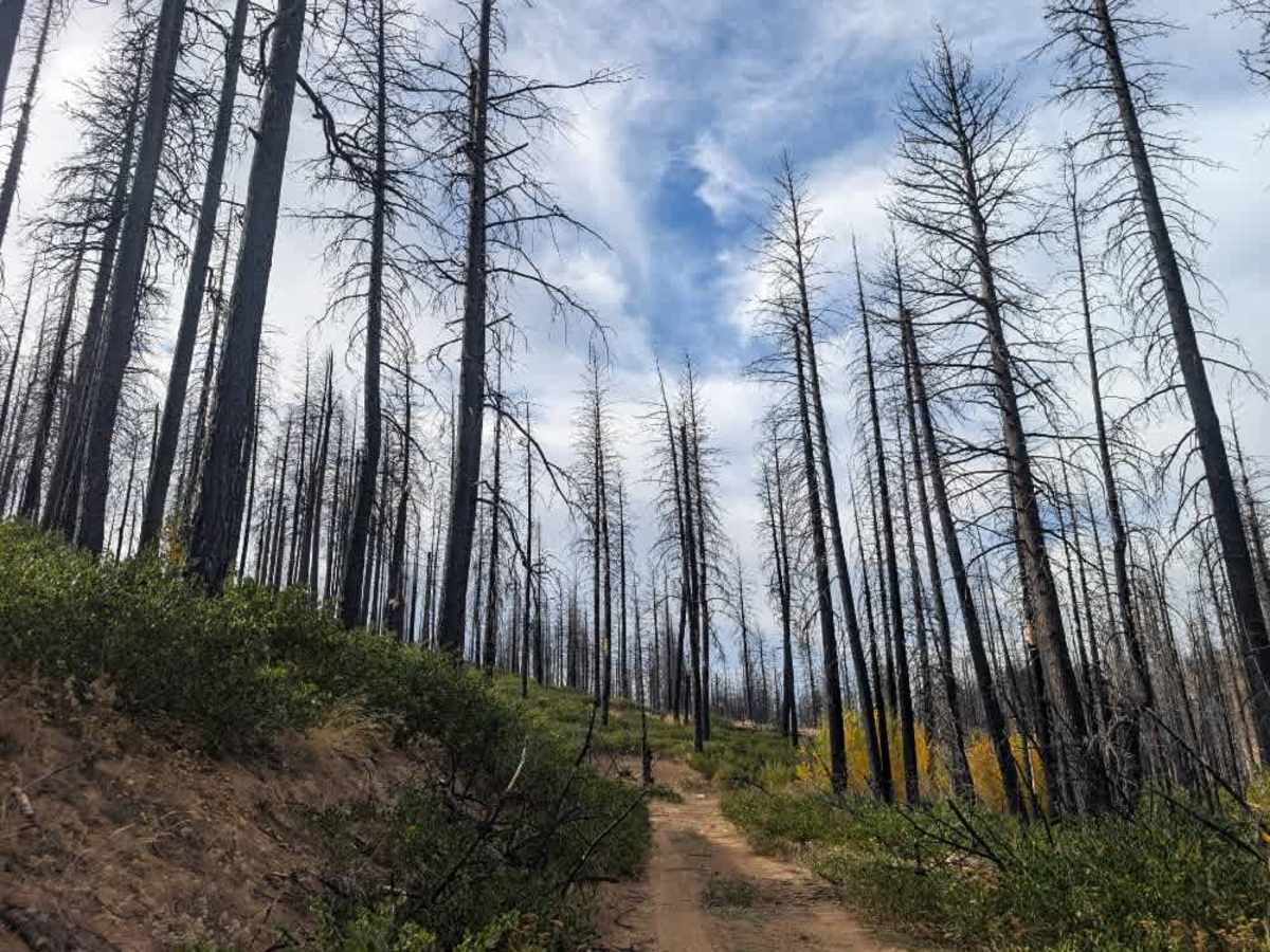 FS 25N64 trail photo