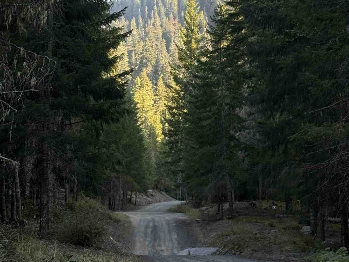Cougar Creek Road - FS 812200-802200 photo 4