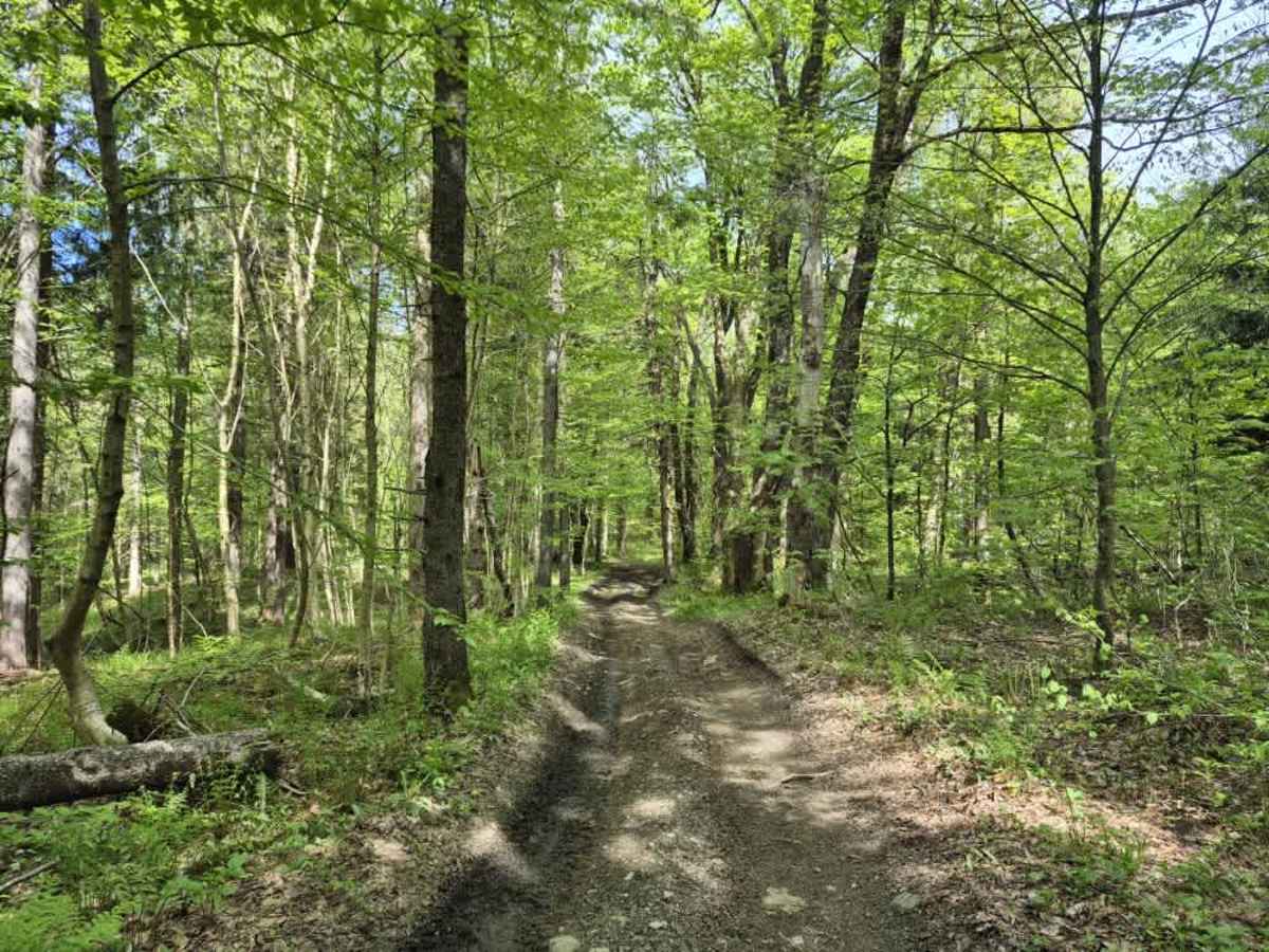 Lower Forks-Factory Trail trail photo