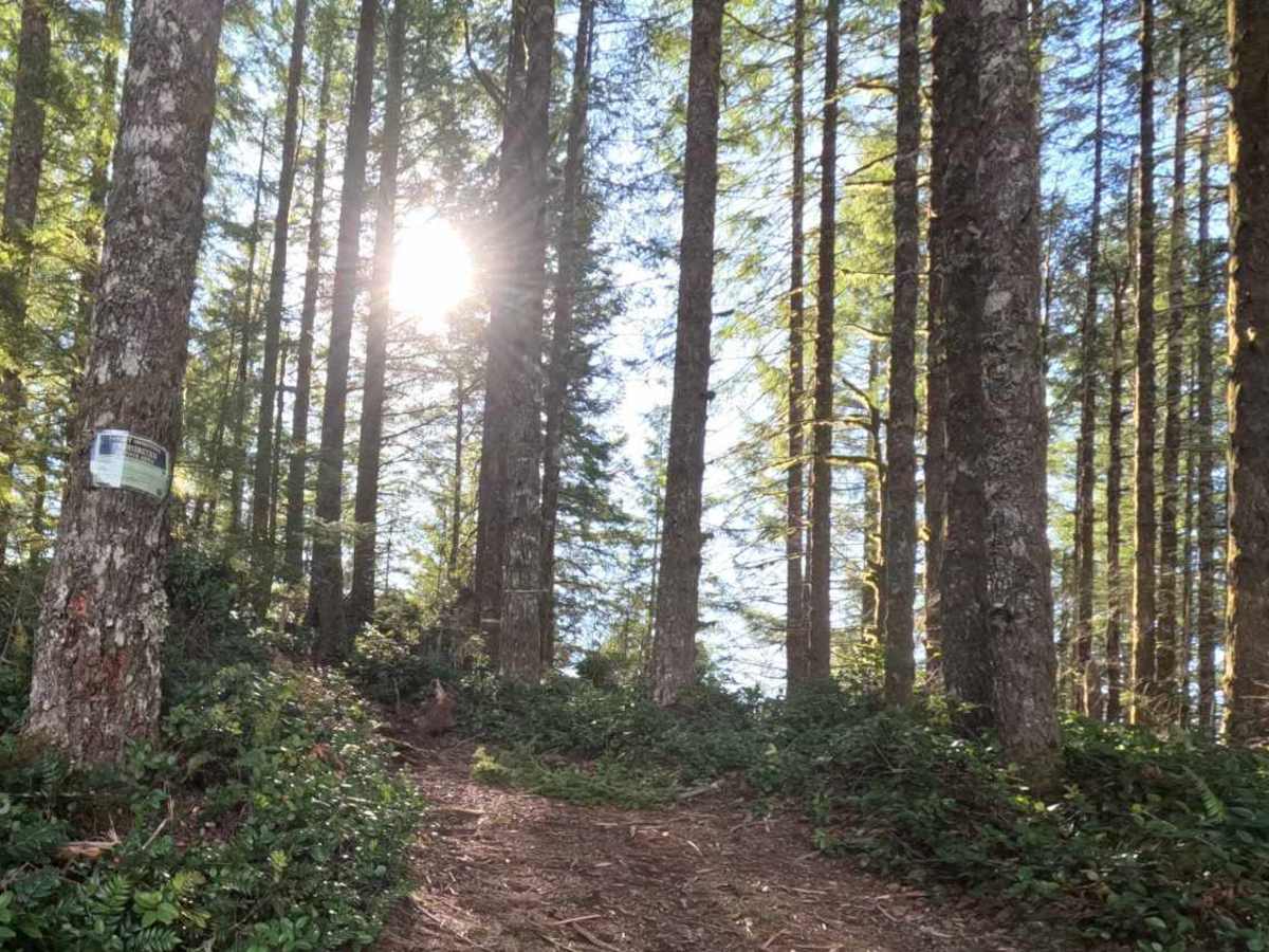 Idiot Creek Road photo 2