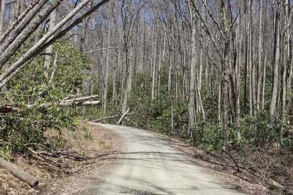 Laurel Fork