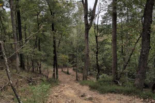 #25 Wild Walena's Way