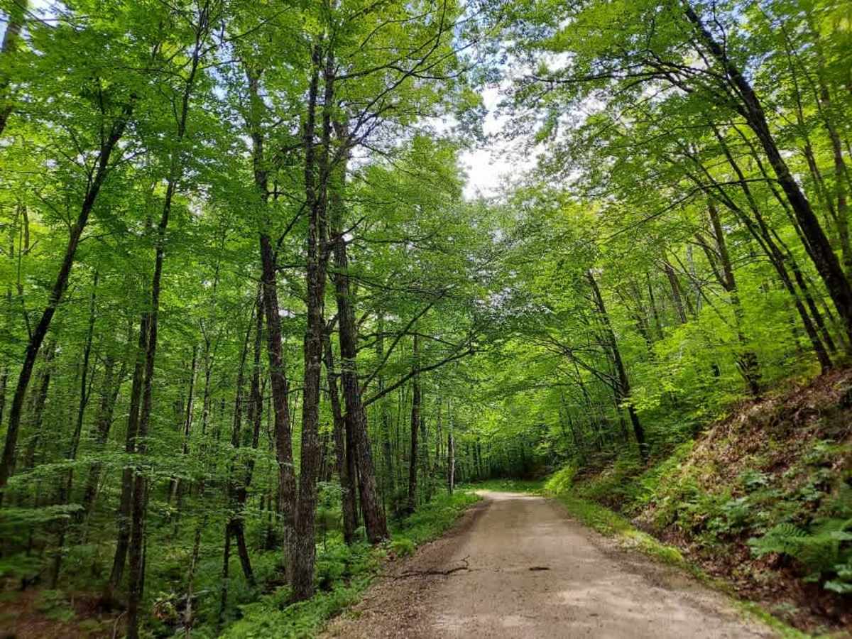 Coolidge State Forest Access Road photo 2