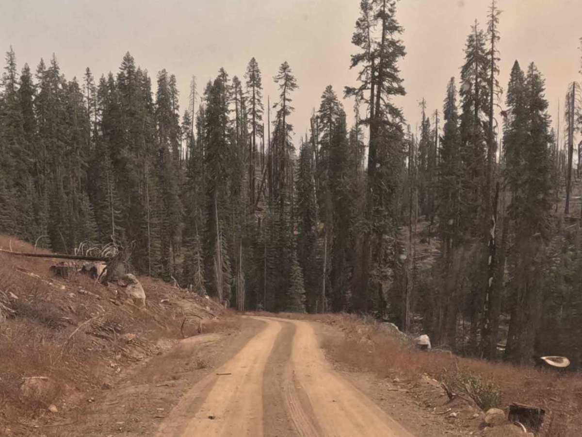 Lower Tamarack - FS 9S014 photo 5