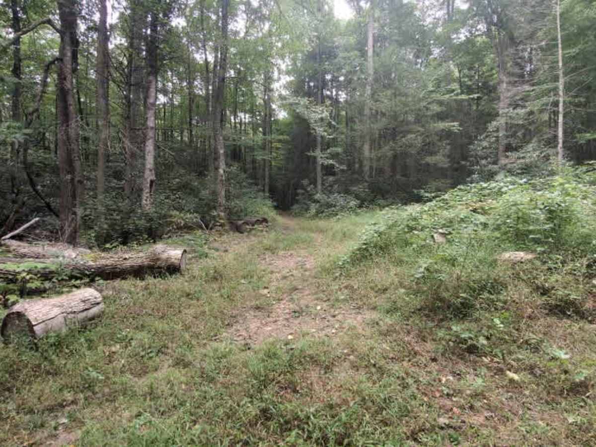 Horne Knob - FS 4530 photo 6