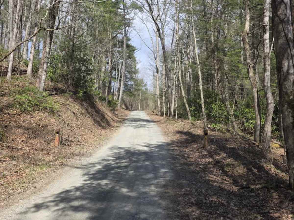 Old Flatwoods trail photo