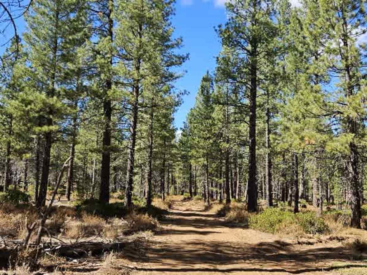 FS 33N10 trail photo