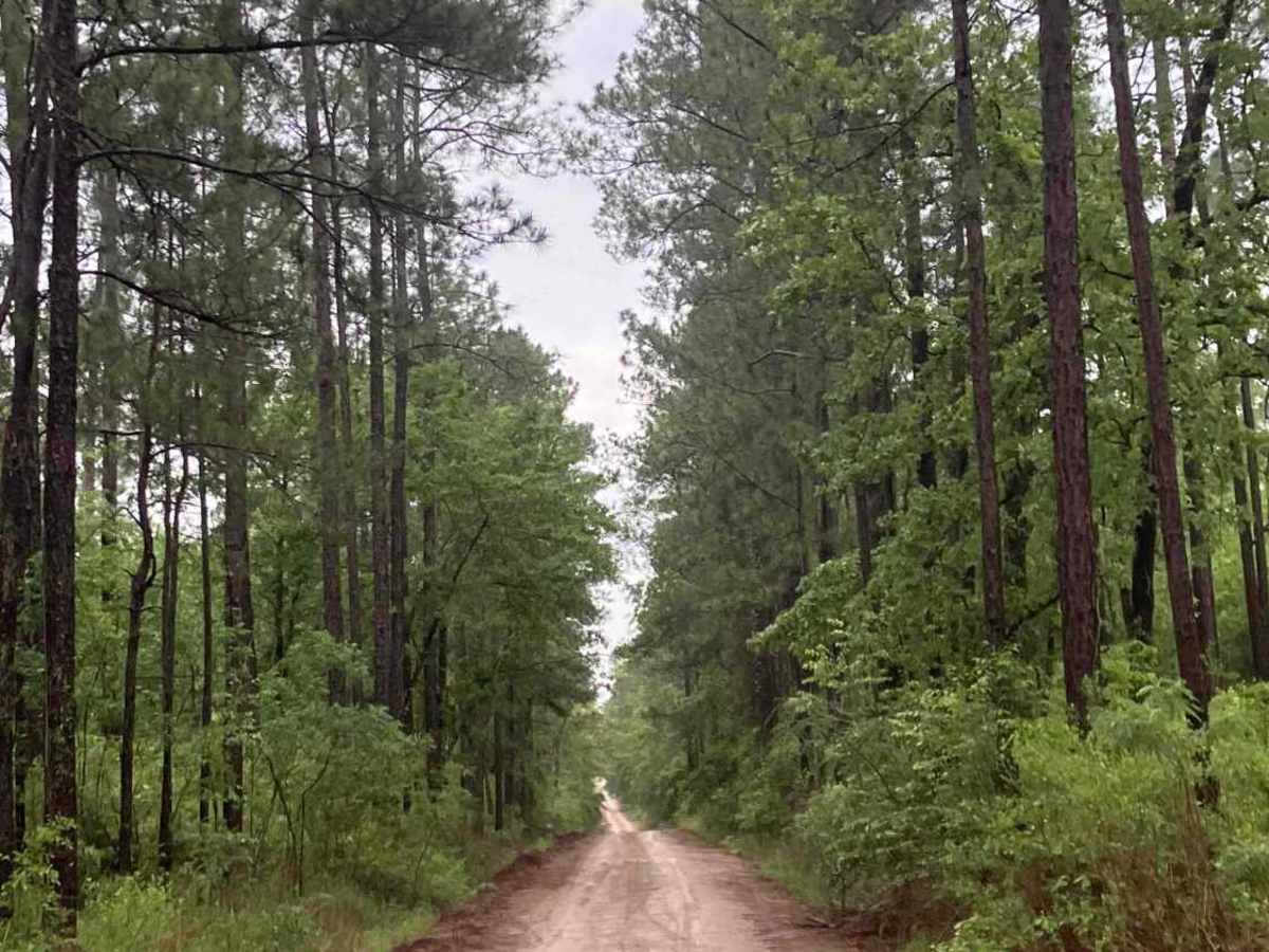 Camp Lowery Road photo 5