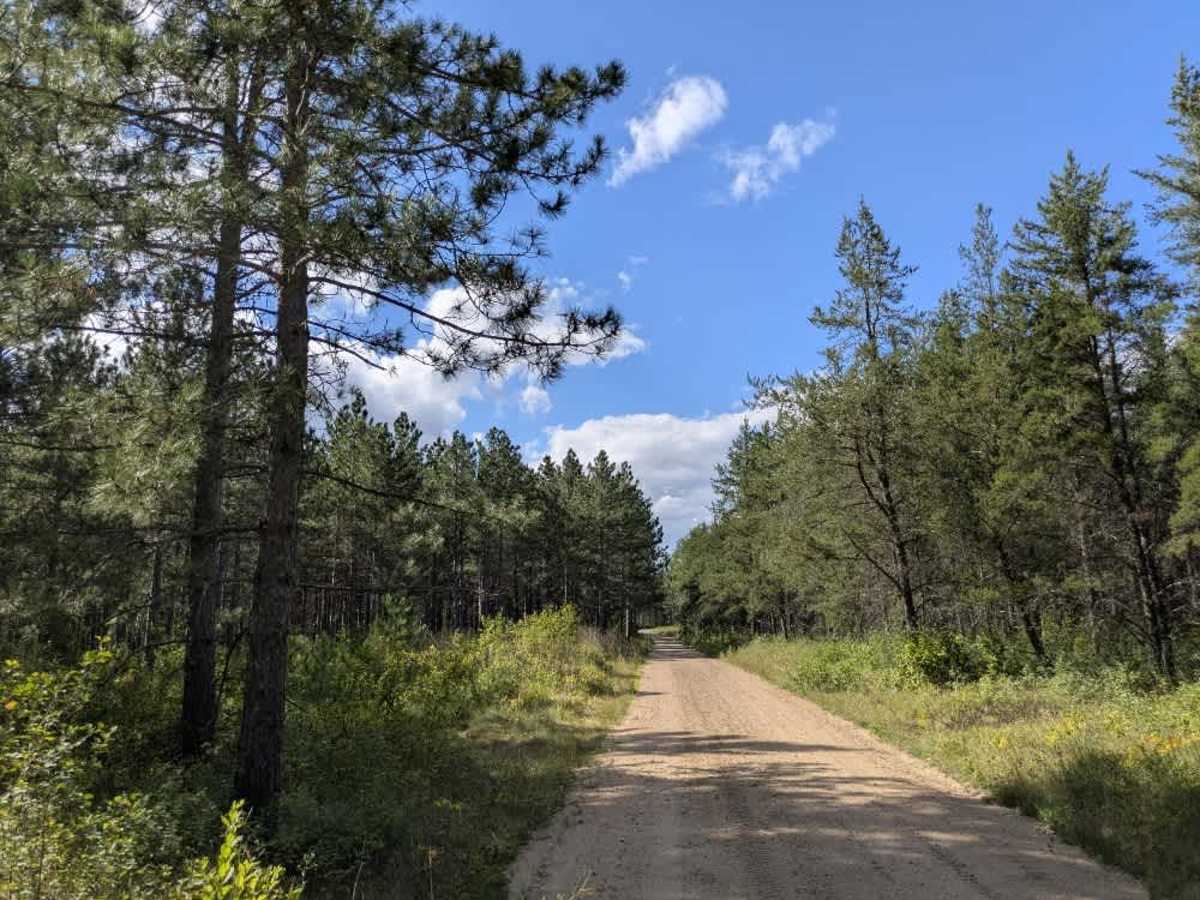 Root Forest Road photo 5