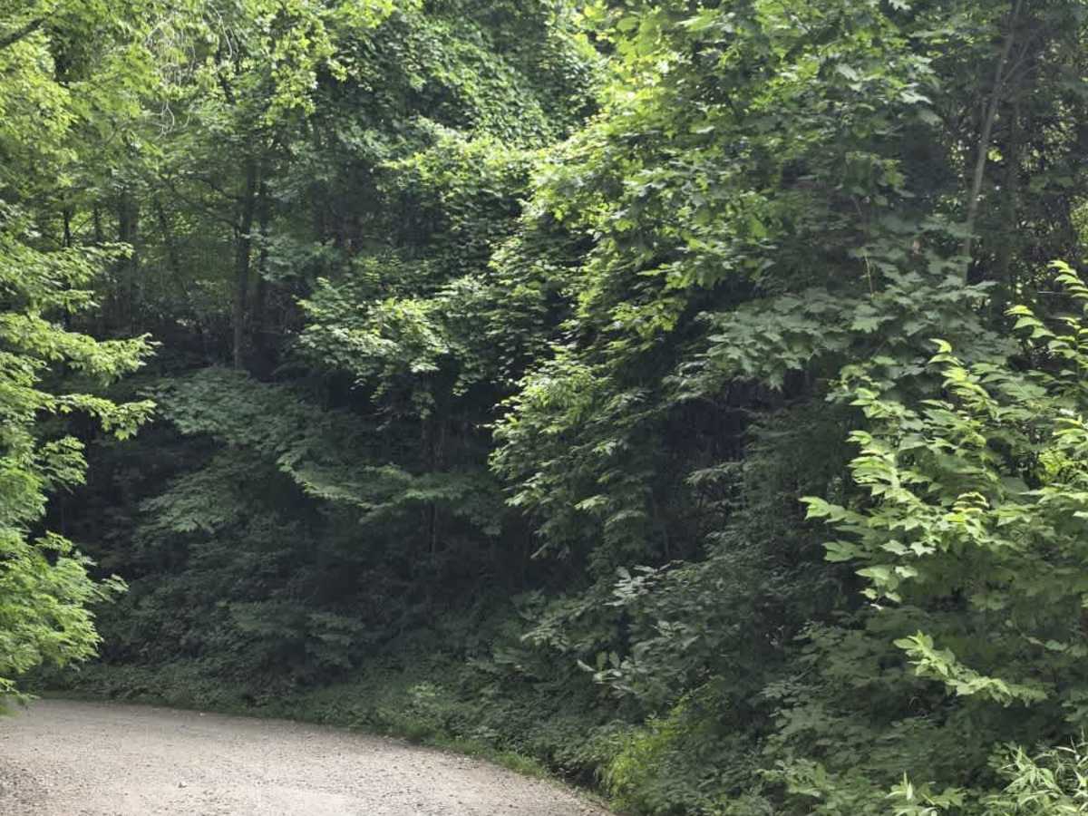 Little Creek Road trail photo