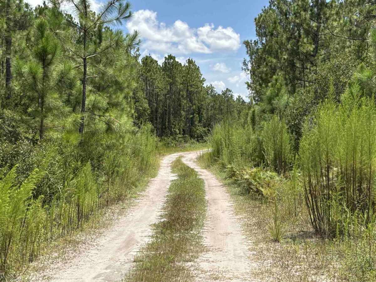 Woody Road Loop photo 6