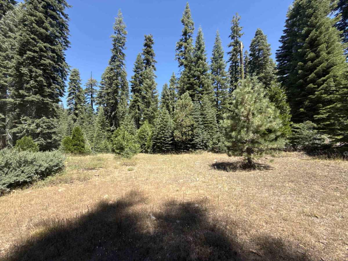 Penstock Road - FS 8N12 trail photo