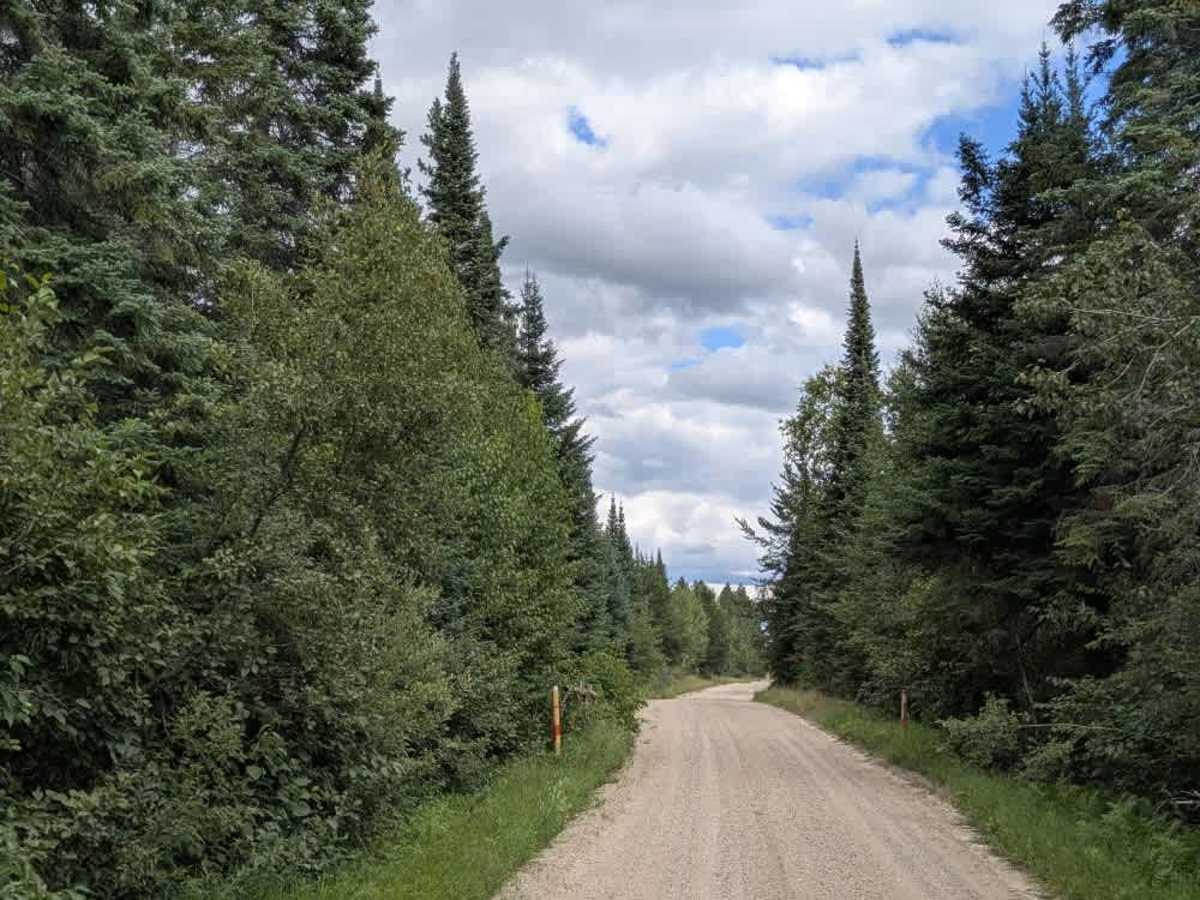 Root Forest Road photo 2