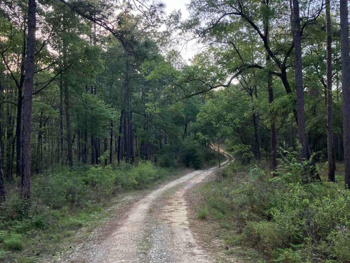 Loop Road - FS 335 photo 3