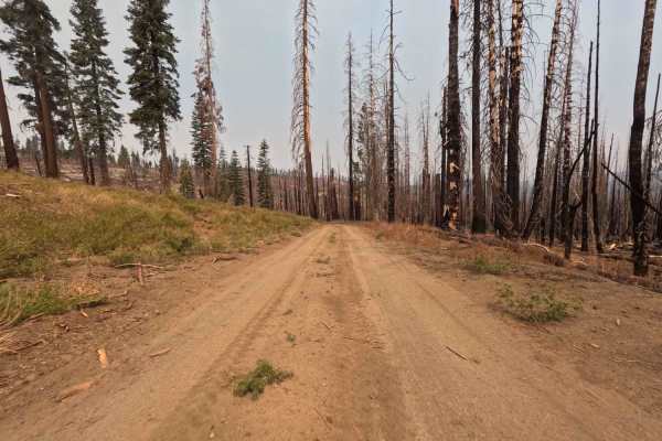 Lower Tamarack - FS 9s026