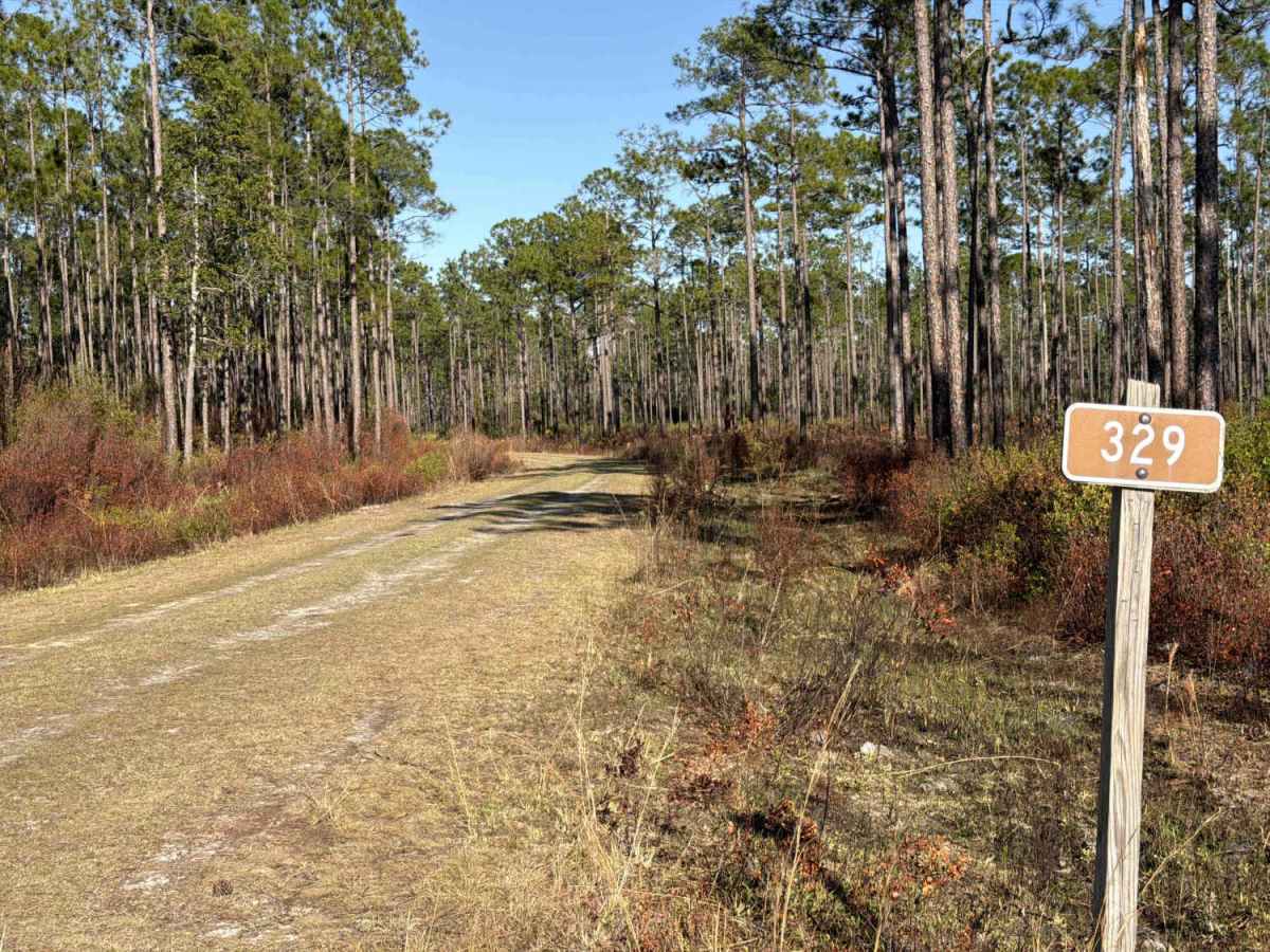 Bradwell Bay - FS 349 trail photo