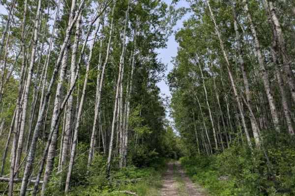 Pequaywan/Brimson Trail