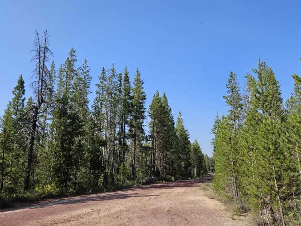 Davis Flat trail photo
