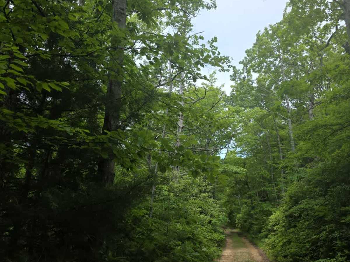 Kennedy Cabin photo 4