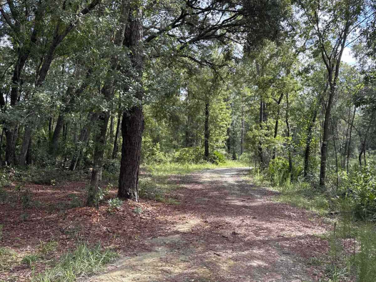 Fire Road photo 4