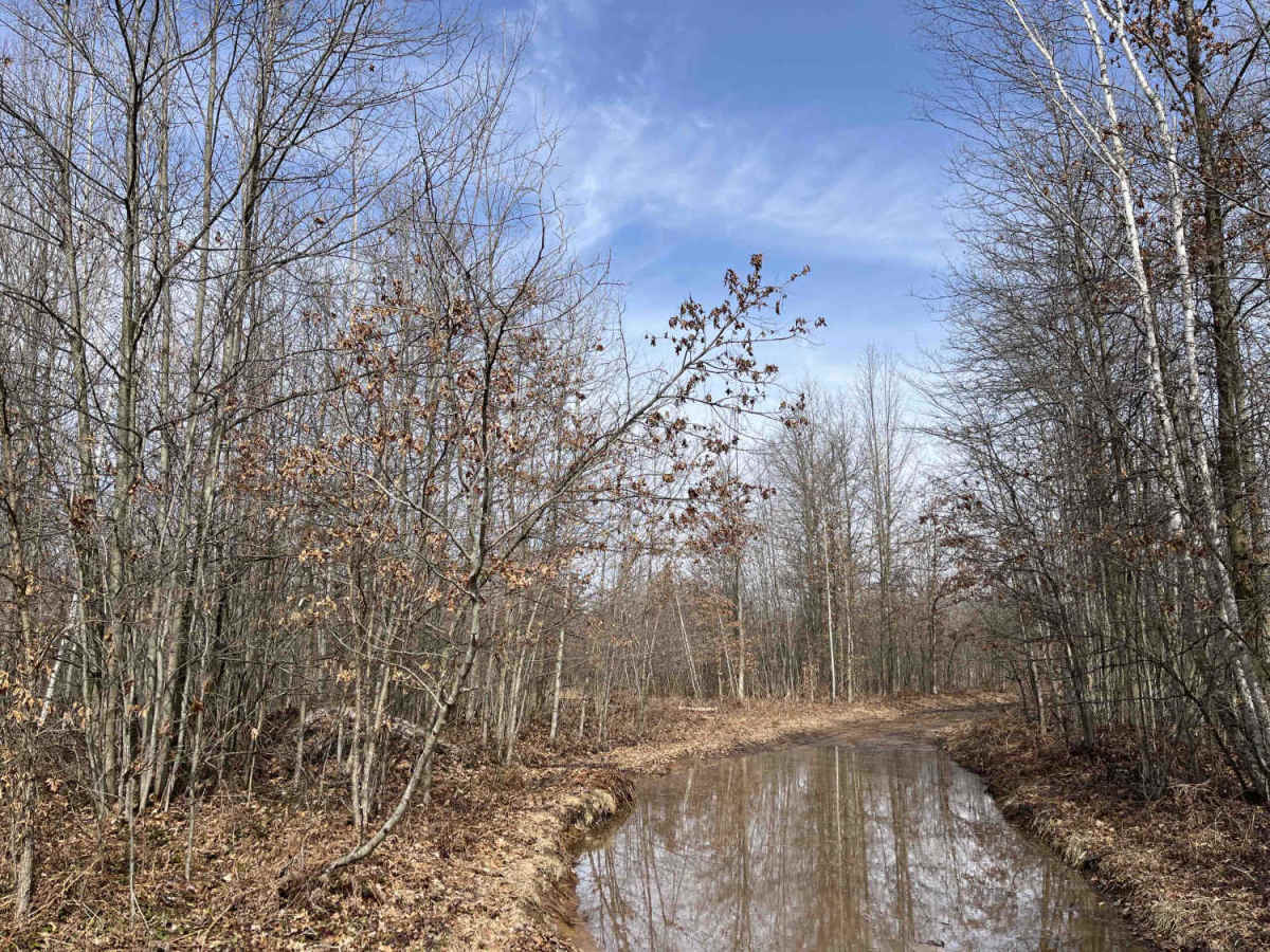 Sandy Puddles photo 4
