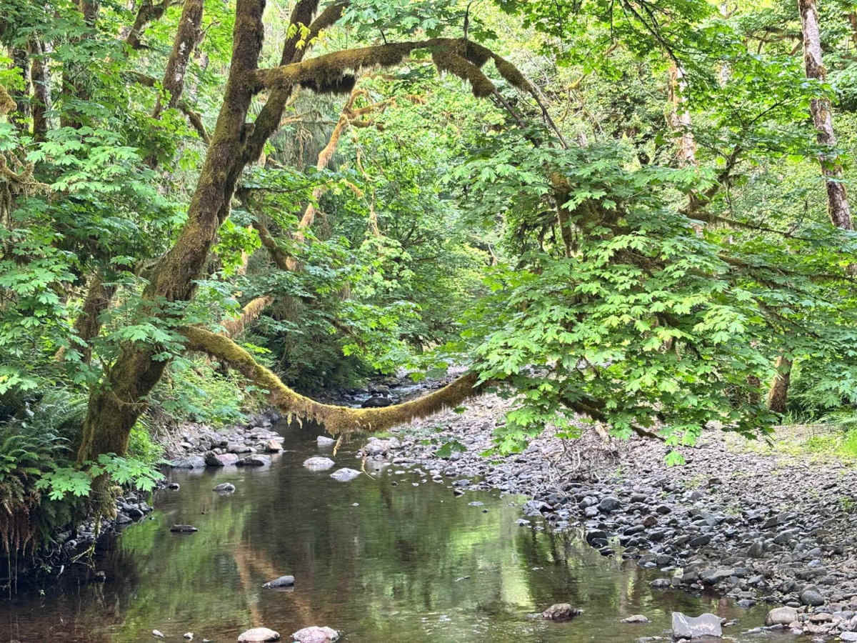 Miami River Forest Road photo 2