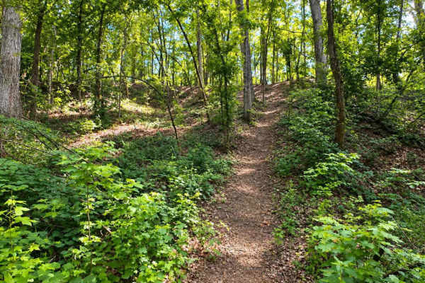 Splinter Hill Trail 