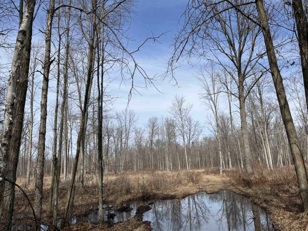 Sandy Puddles photo 5