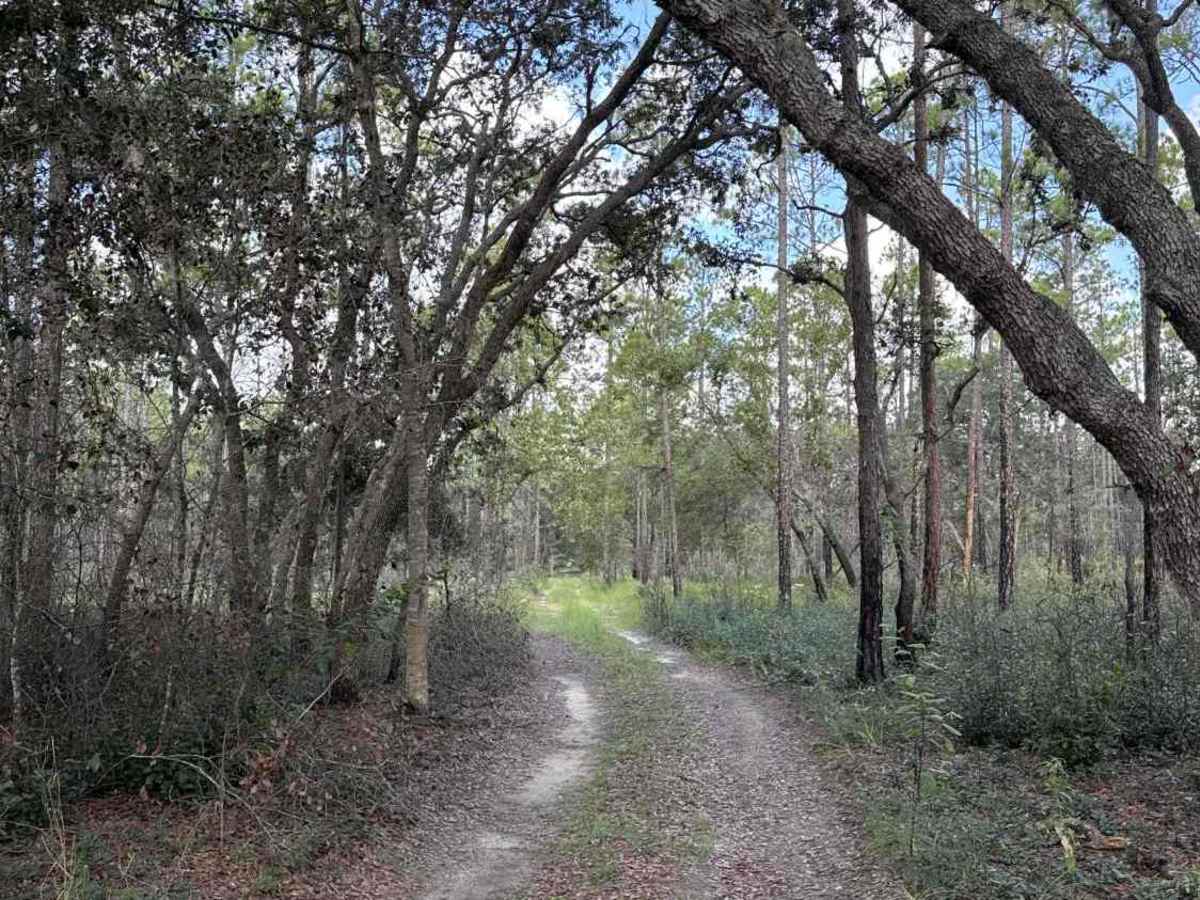 Trail 4 - Citrus WMA trail photo