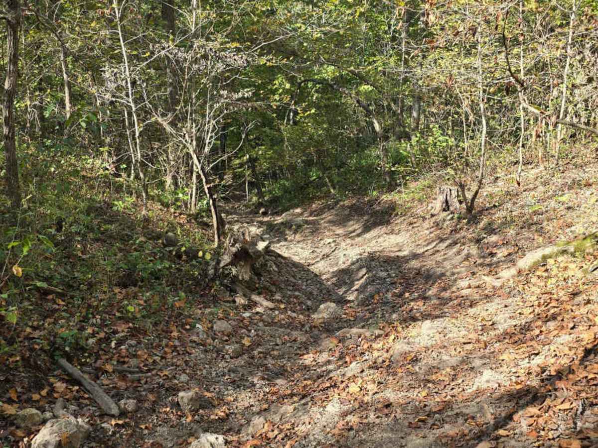 Turtle Trail photo 4