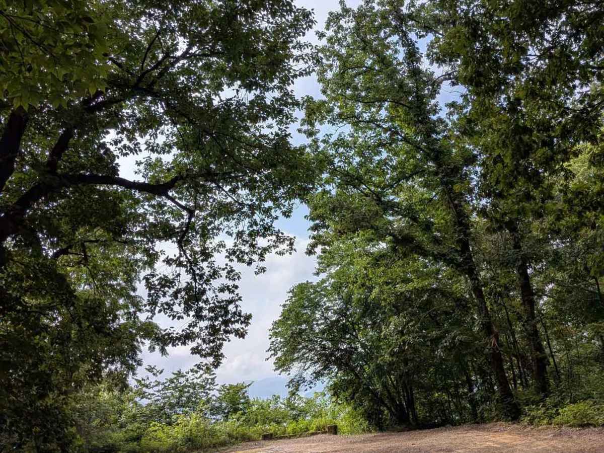 Lusk Point Road photo 6