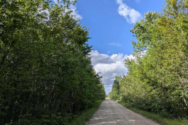 Bemis Hills Forest Road