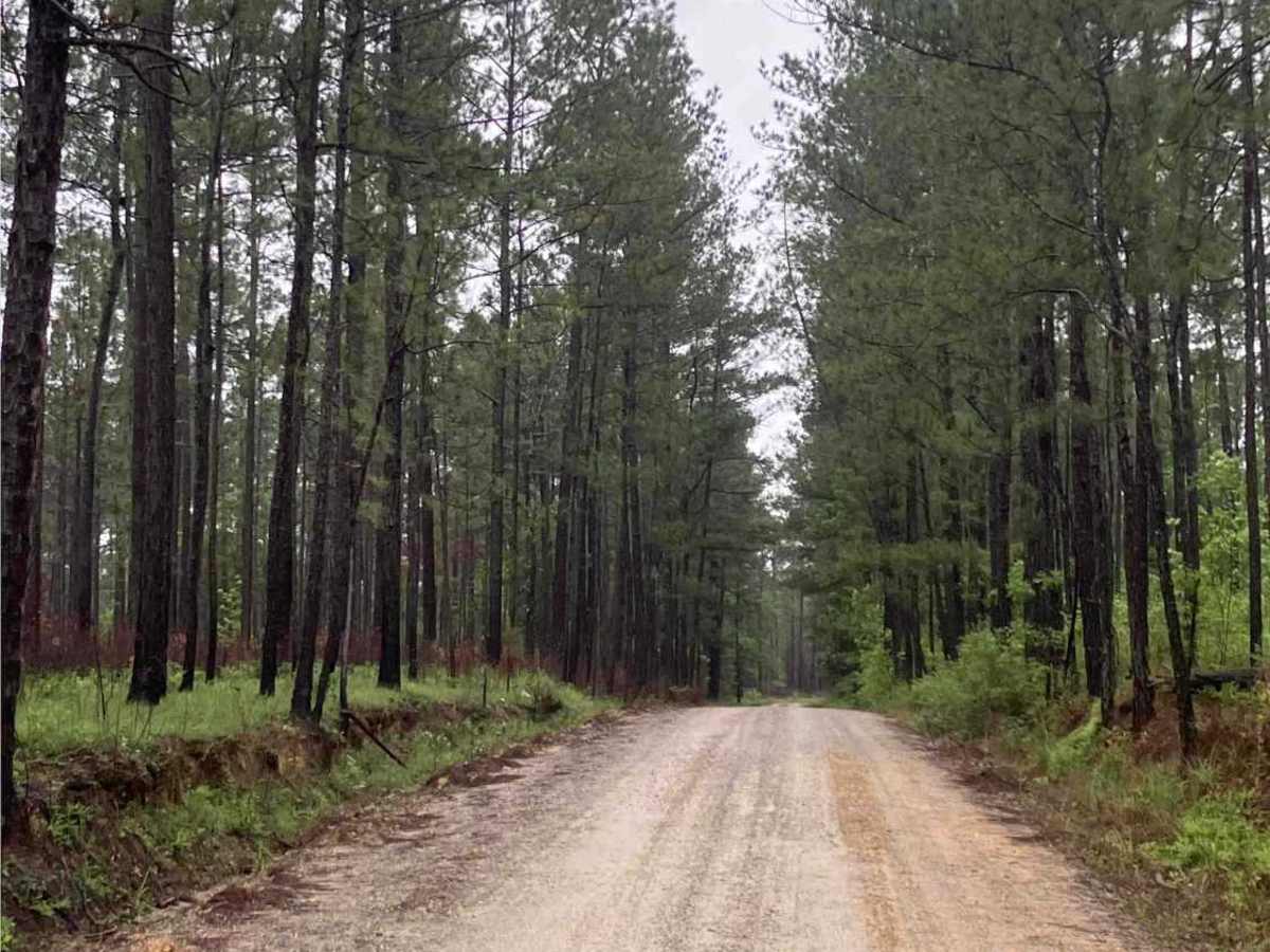 Camp Lowery Road photo 4