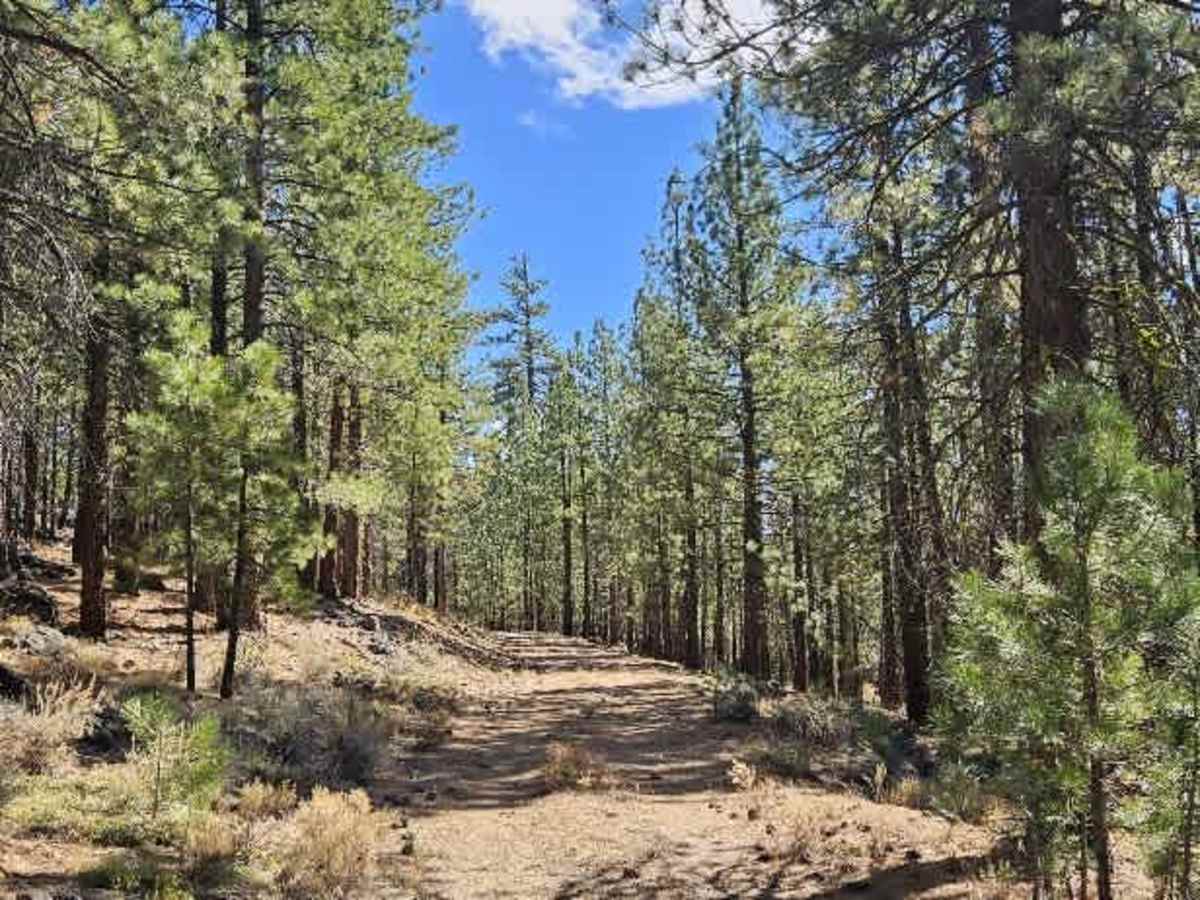 FS 33N09 trail photo