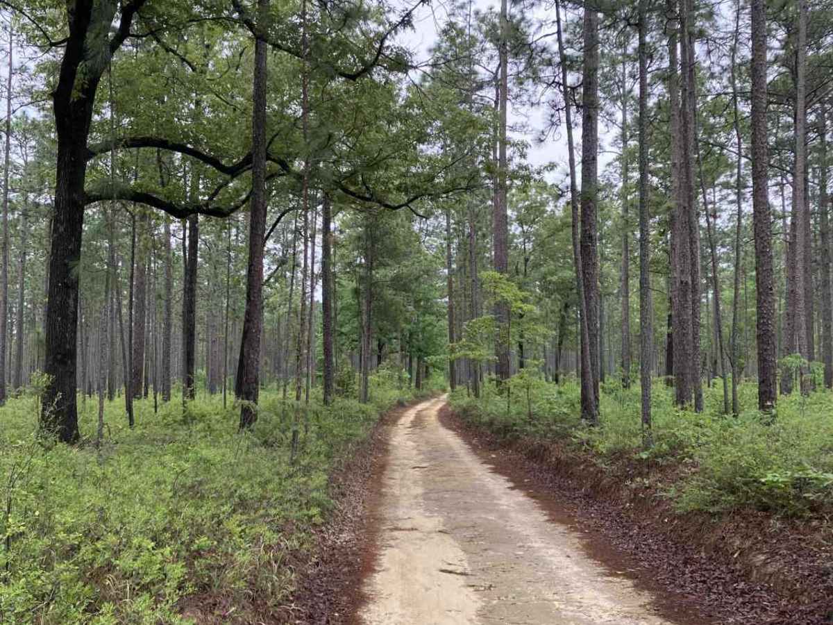 S82 trail photo