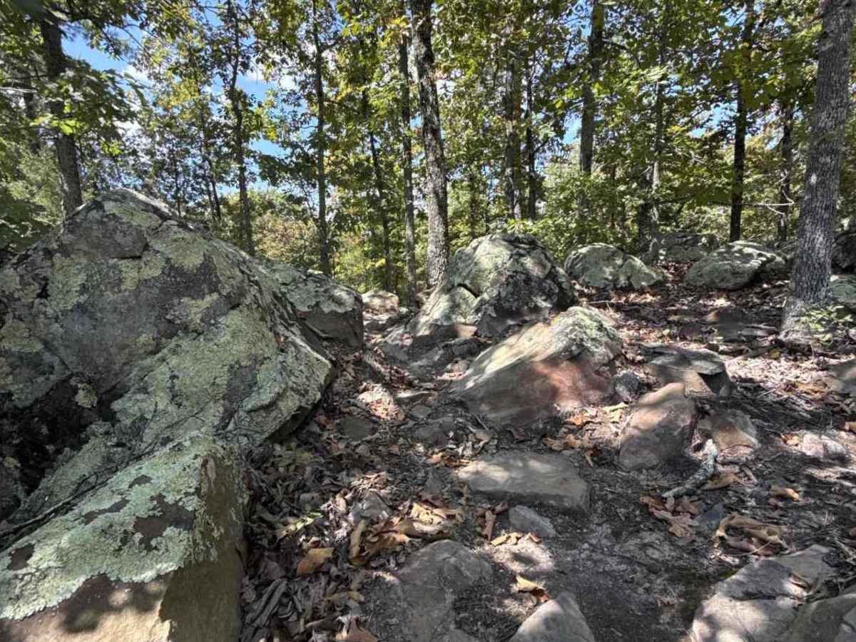 Moana Way trail photo