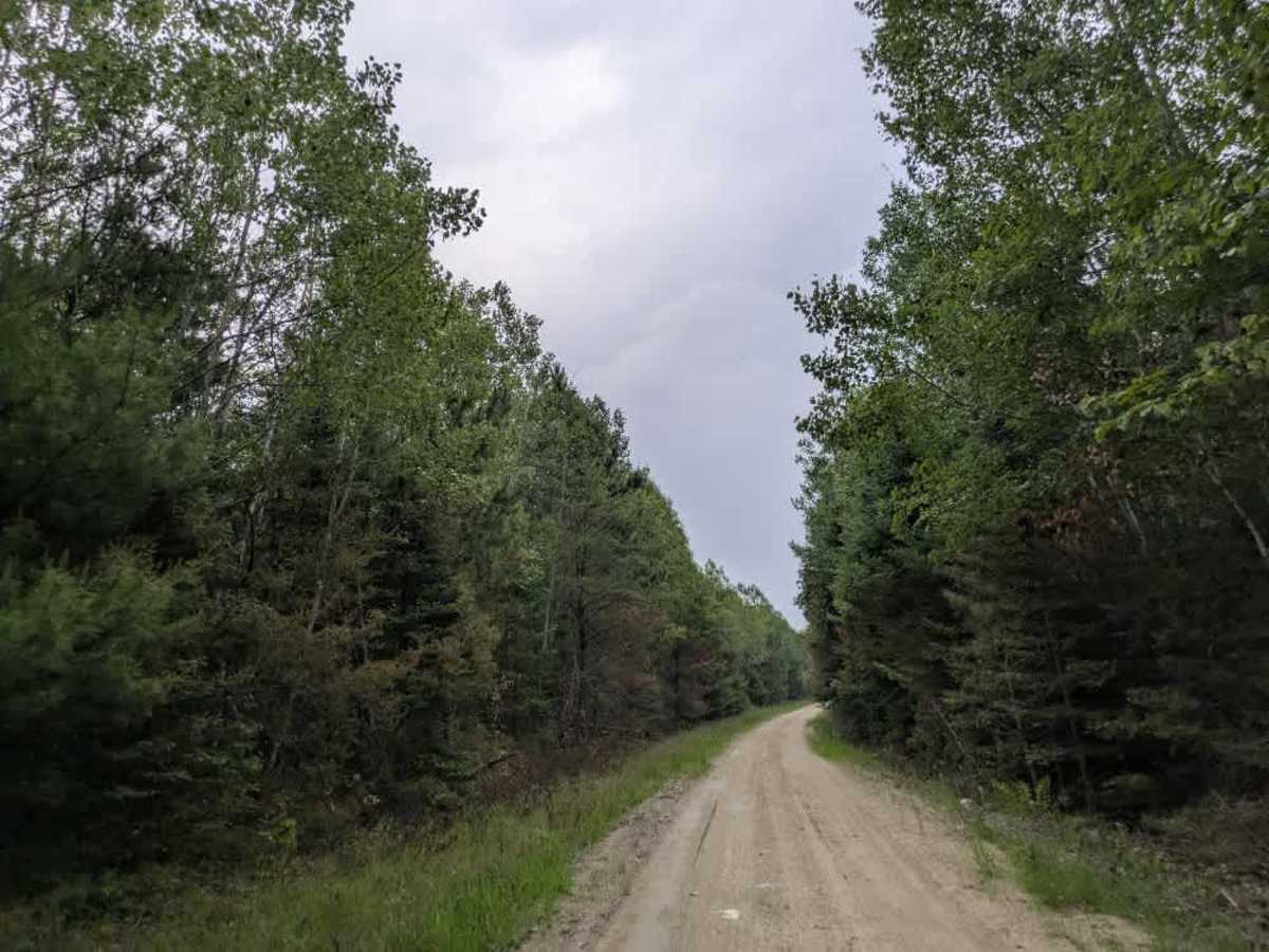 Camp 90 Forest Road trail photo