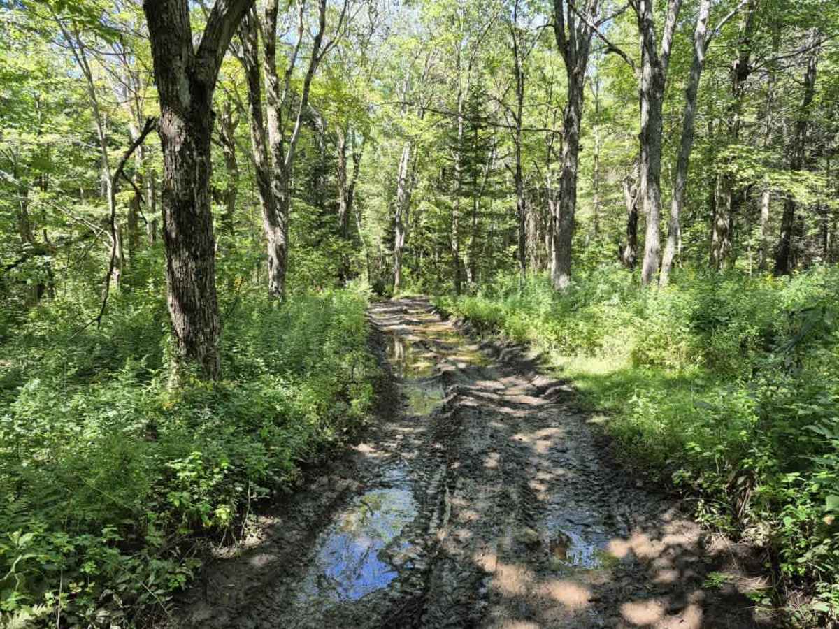 Flat Rock Swamp photo 3