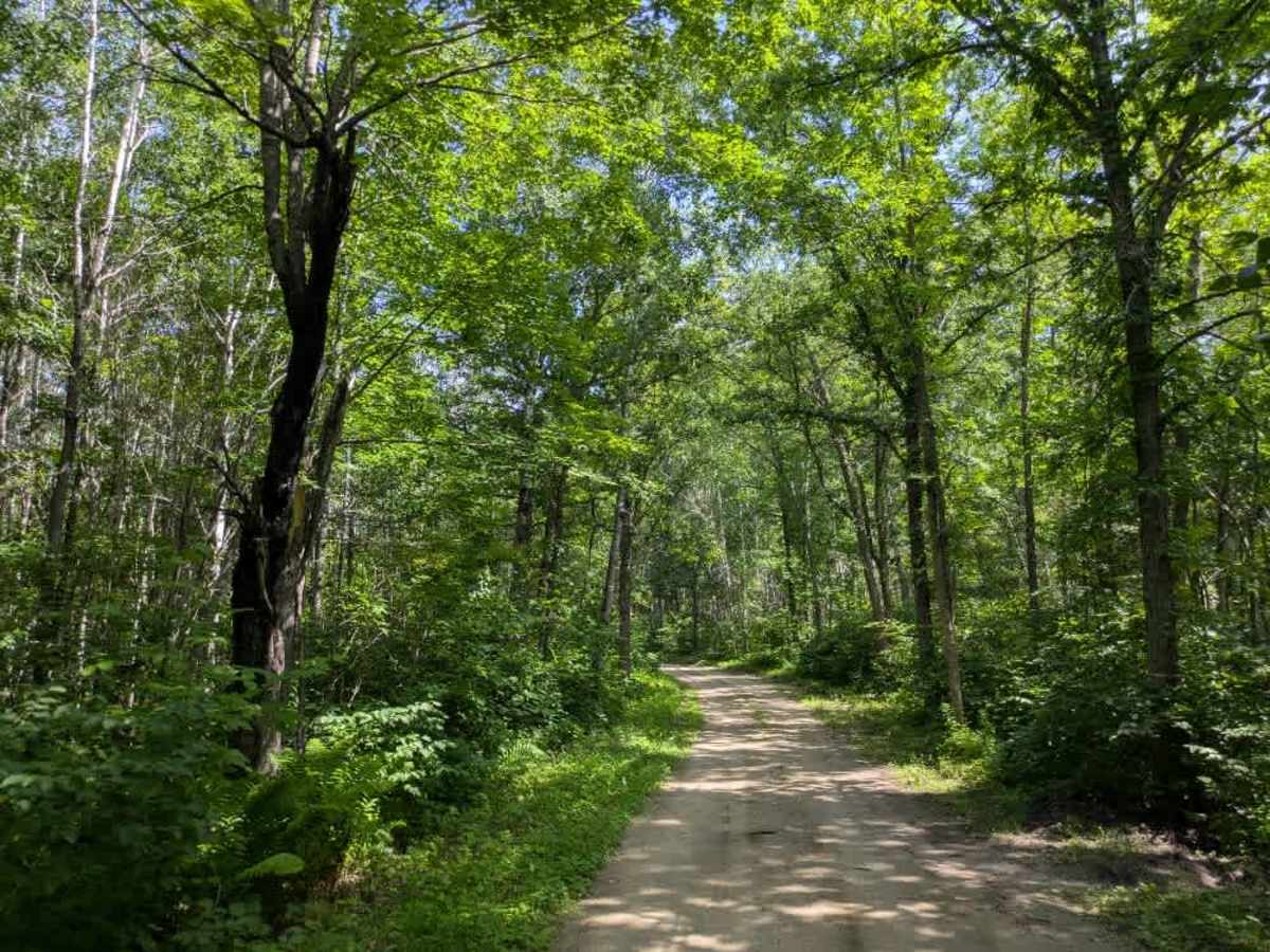 Forest Road 3448 photo 5