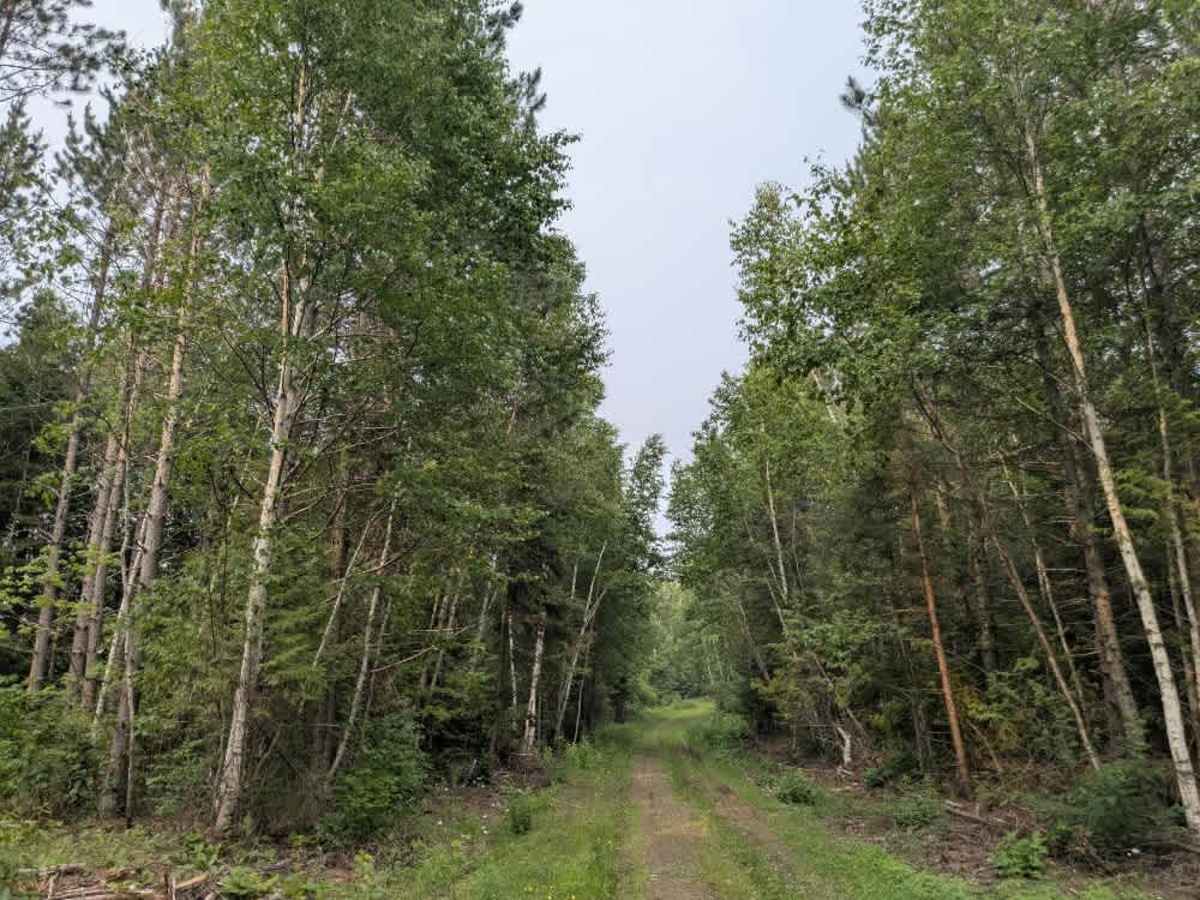 Wilbar Creek trail photo