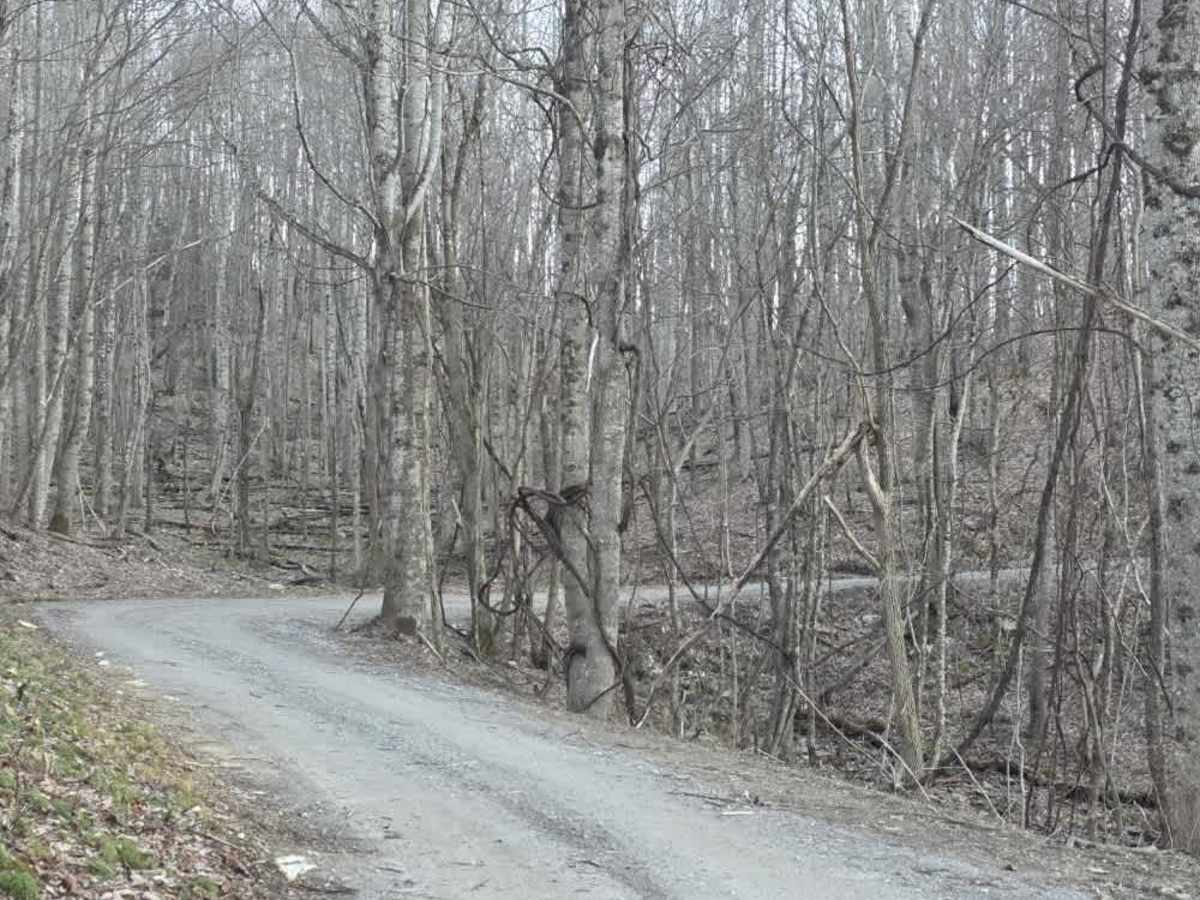 Long Arm photo 5