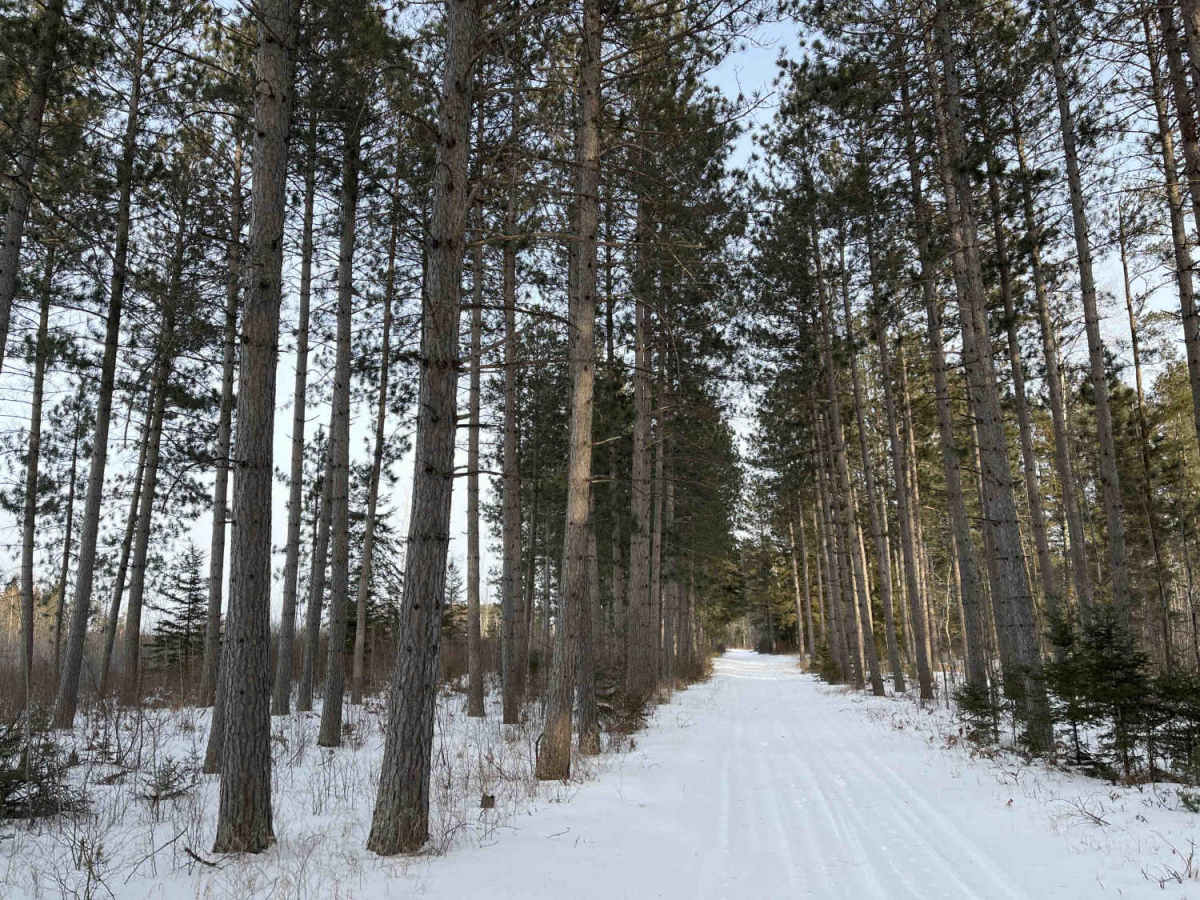 Cole Forest Road photo 3