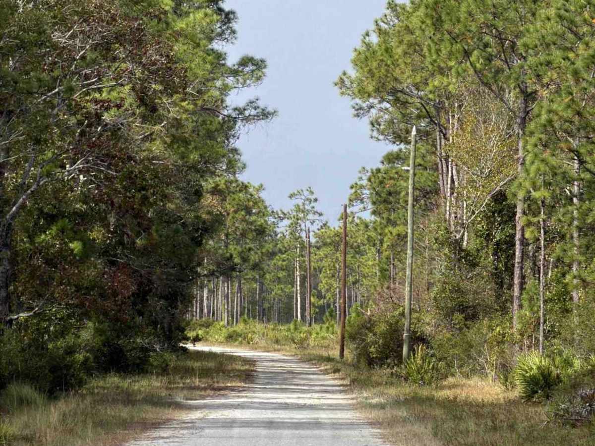 Williams Road - Three Lakes WMA photo 2