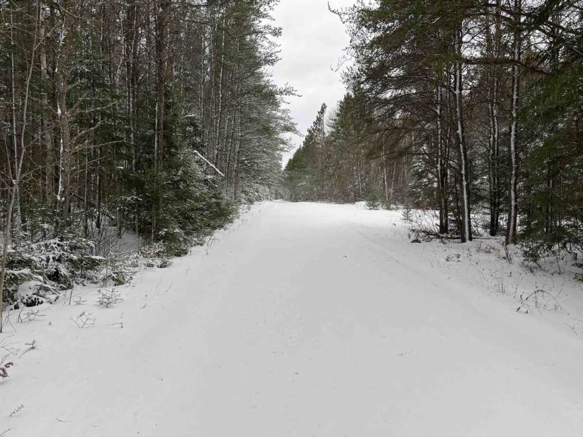 Nelson Forest Road photo 4