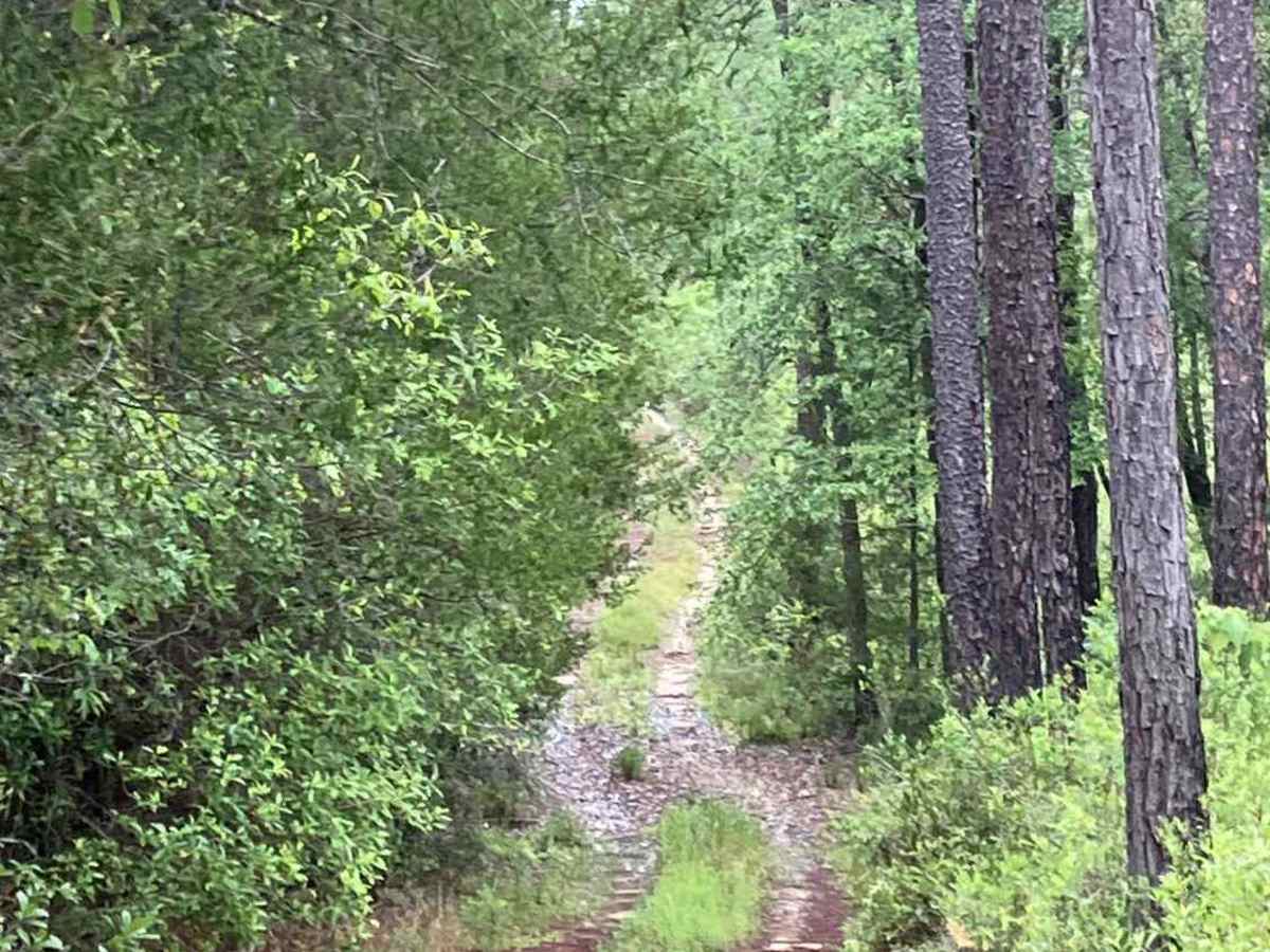 C37 trail photo